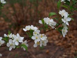 Attēlu rezultāti vaicājumam “Malus prunifolia”