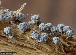 Attēlu rezultāti vaicājumam “Physarum leucophaeum stalked”