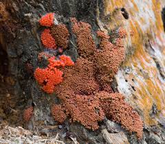 Attēlu rezultāti vaicājumam “Amaurochaete atra spores”