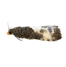 Attēlu rezultāti vaicājumam “Notocelia cynosbatella”