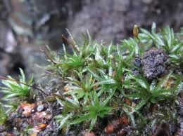 Attēlu rezultāti vaicājumam “Atrichum undulatum sporophyte”