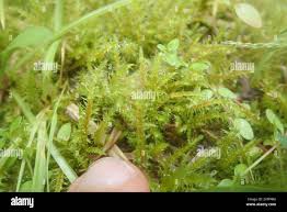 Attēlu rezultāti vaicājumam “Rhytidiadelphus squarrosus”