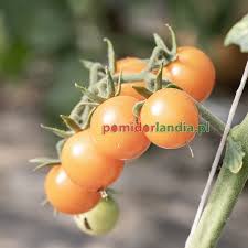 Afbeeldingsresultaat voor grubbs mystery green tomato