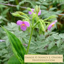 Attēlu rezultāti vaicājumam “Trichia erecta”