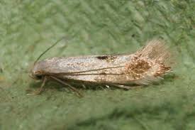 Attēlu rezultāti vaicājumam “Elachista maculicerusella”