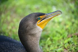 Image result for Phalacrocorax auritus