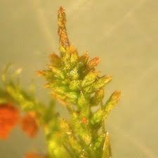 Attēlu rezultāti vaicājumam “Pseudoleskeella nervosa”