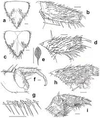Attēlu rezultāti vaicājumam “Epirranthis diversata imago”