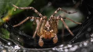 Image result for spider