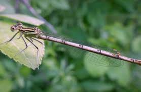 Attēlu rezultāti vaicājumam “Platycnemis pennipes female”