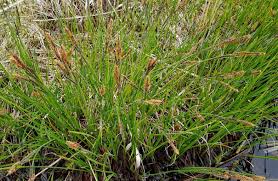 Attēlu rezultāti vaicājumam “Carex nigra”