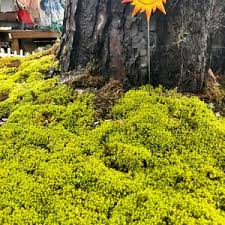 Attēlu rezultāti vaicājumam “Bryum caespiticium”