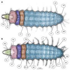 Attēlu rezultāti vaicājumam “Therevidae larva”