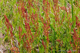 Attēlu rezultāti vaicājumam “Rumex acetosella leaf”