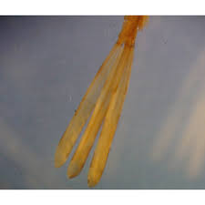 Attēlu rezultāti vaicājumam “Lestidae”