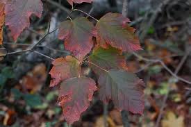 Attēlu rezultāti vaicājumam “Acer tataricum leaf”