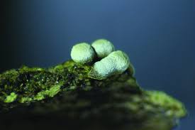 Attēlu rezultāti vaicājumam “Physarum luteolum”