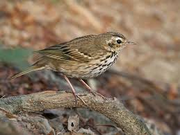 Attēlu rezultāti vaicājumam “Motacillidae”