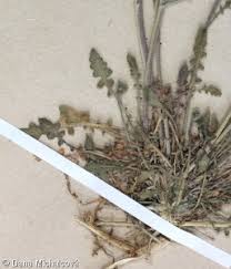 Attēlu rezultāti vaicājumam “Cardaminopsis arenosa leaf”