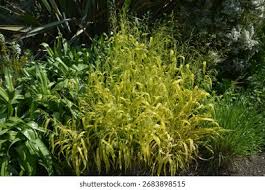 Attēlu rezultāti vaicājumam “Milium effusum flower”