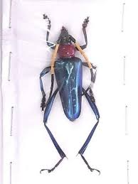 Attēlu rezultāti vaicājumam “Rhamnusium bicolor”