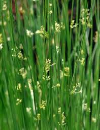 Attēlu rezultāti vaicājumam “Juncus inflexus bud”