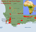 Cape Floral Region - South Africa | African Natural Heritage