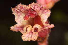 Attēlu rezultāti vaicājumam “Orobanche reticulata”