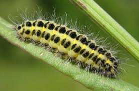 Attēlu rezultāti vaicājumam “Zygaena lonicerae”