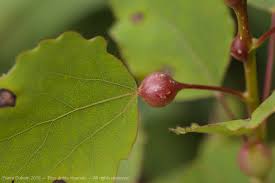 Attēlu rezultāti vaicājumam “Contarinia petioli”