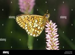 Attēlu rezultāti vaicājumam “Boloria eunomia underside”