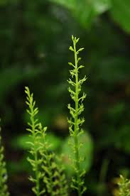 Attēlu rezultāti vaicājumam “Malaxis monophyllos leaf”