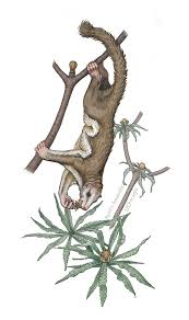 Attēlu rezultāti vaicājumam “Diderma rufostriatum young”