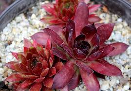 Image result for echtes Hauswurz