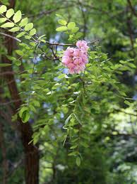 Attēlu rezultāti vaicājumam “Robinia neomexicana”