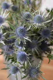 Image result for Blaudistel