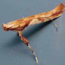 Attēlu rezultāti vaicājumam “Caloptilia hemidactylella”