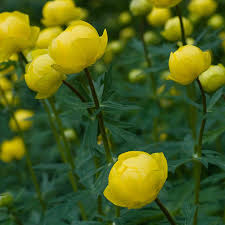 Image result for Trollblume