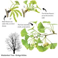 Attēlu rezultāti vaicājumam “Ginkgo biloba female flower”