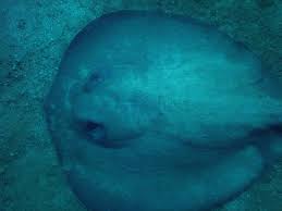 Image result for Styracura pacifica