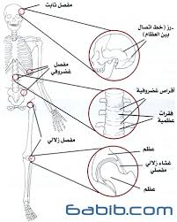 العظام  في جسم الإنسان Images?q=tbn:ANd9GcQWceaMdyAYXQ2t9Eb9F19h_h8UG0BI-e3MnduyLhyX6SUfZMSF7RrUIy3e