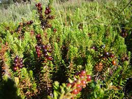 Attēlu rezultāti vaicājumam “Empetrum nigrum”