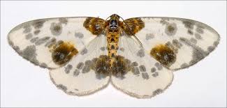 Attēlu rezultāti vaicājumam “Abraxas grossulariata imago”