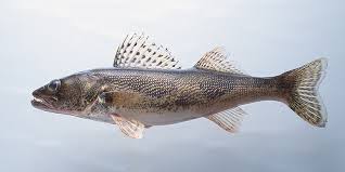 Image result for Sander canadensis