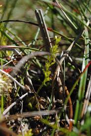 Attēlu rezultāti vaicājumam “Hammarbya paludosa leaf”