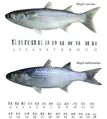 Image result for Mugil curema