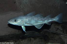 Image result for Gadus morhua