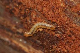 Attēlu rezultāti vaicājumam “Schizotus pectinicornis”