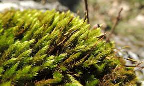 Attēlu rezultāti vaicājumam “Leucodon sciuroides”