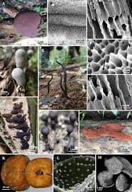 Attēlu rezultāti vaicājumam “Hypoxylon fragiforme / howeianum”